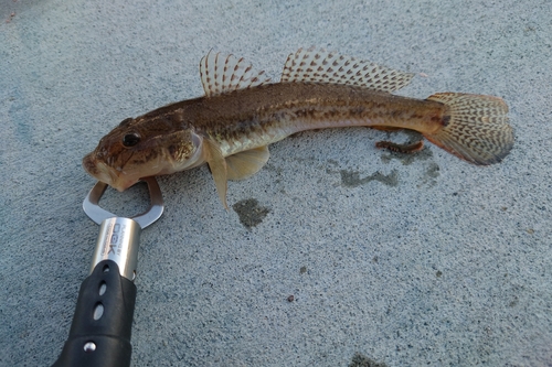 ハゼの釣果