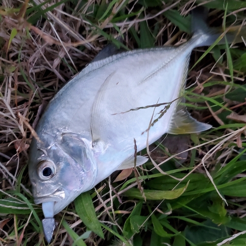 メッキの釣果