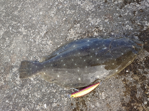 ヒラメの釣果