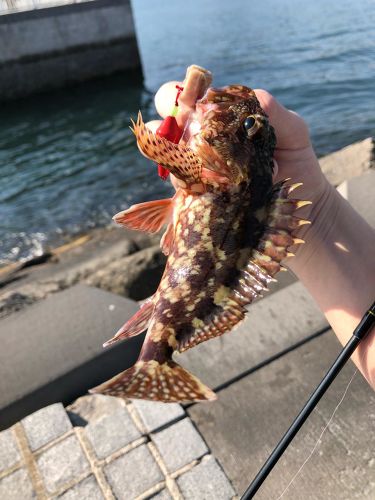 カサゴの釣果