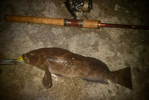 アイナメの釣果