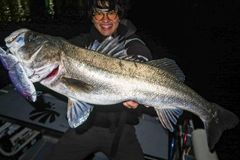 シーバスの釣果