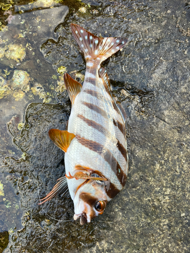 タカノハダイの釣果