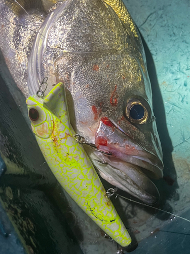 シーバスの釣果