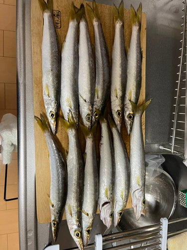 カマスの釣果