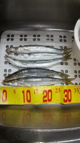 カマスの釣果