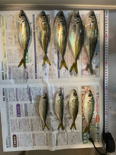 アジの釣果