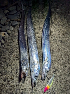 タチウオの釣果