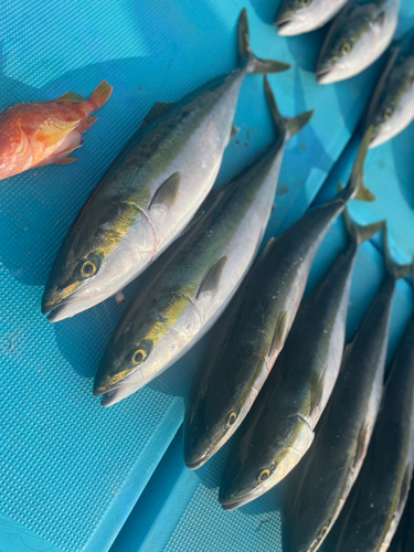 ヤズの釣果