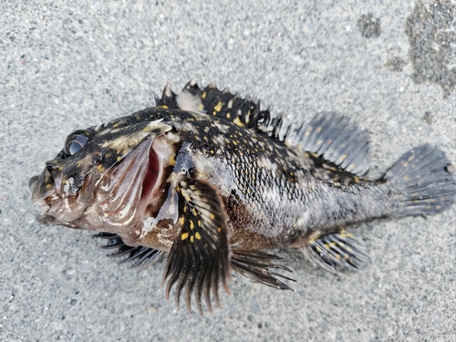 オウゴンムラソイの釣果