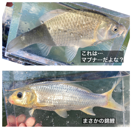 ギンブナの釣果