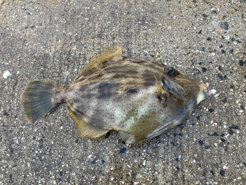 カワハギの釣果