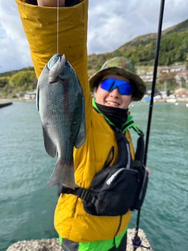 グレの釣果