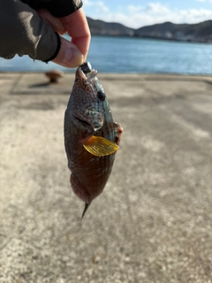 ベラの釣果