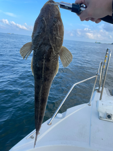 コチの釣果