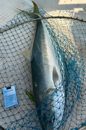 ヤズの釣果