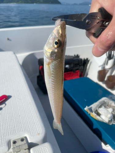 キスの釣果