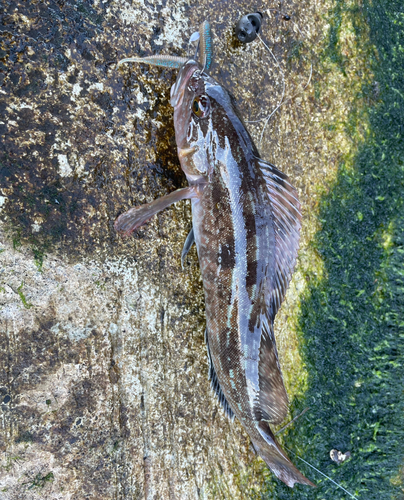 アイナメの釣果