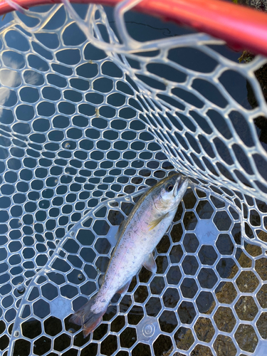 ニジマスの釣果