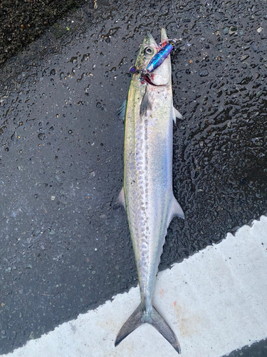 サゴシの釣果