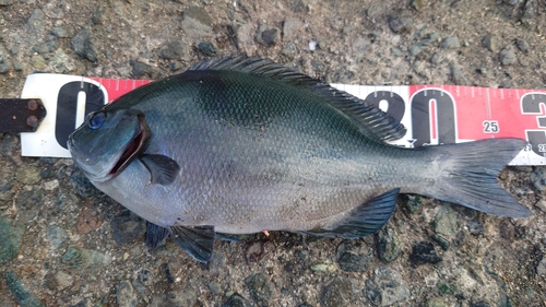 オナガグレの釣果