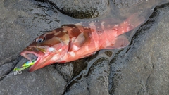 アカハタの釣果