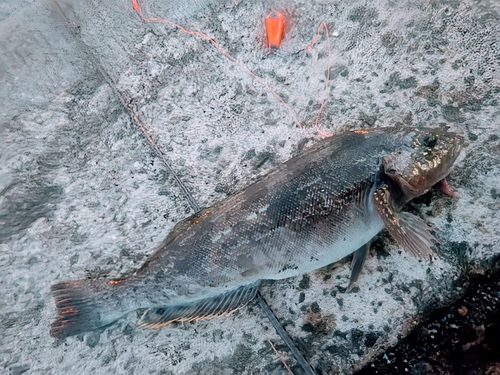 アイナメの釣果