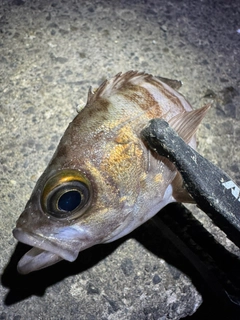 メバルの釣果