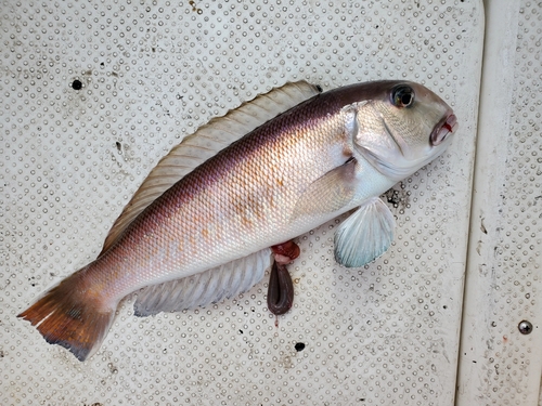 アマダイの釣果