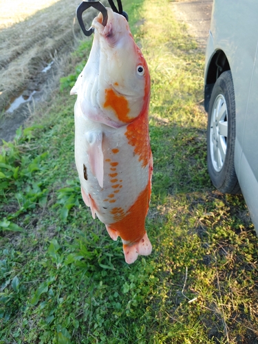 コイの釣果