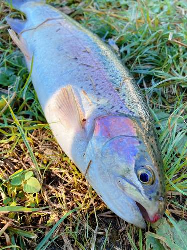 桂川フライルアー釣場