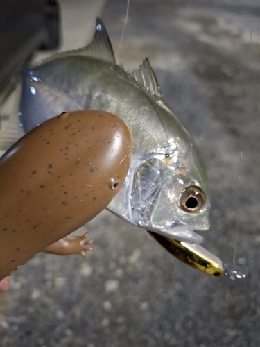 メッキの釣果