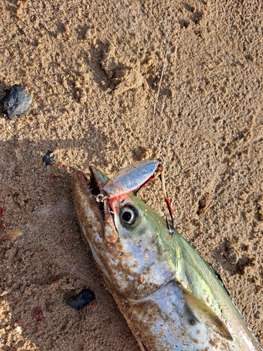 サゴシの釣果