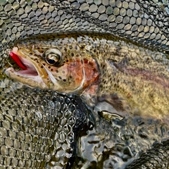 ニジマスの釣果