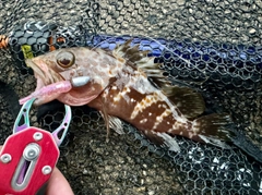 アコウの釣果