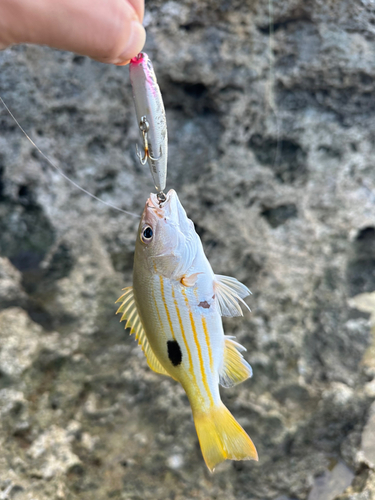 ヤマトビーの釣果