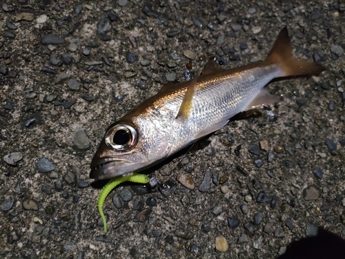 クロムツの釣果