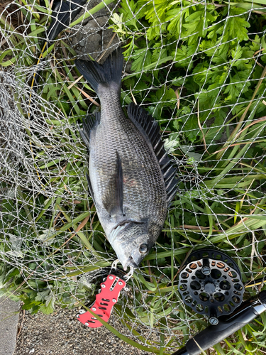 チヌの釣果