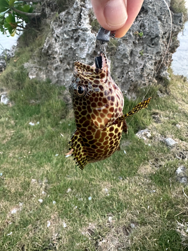 イシミーバイの釣果