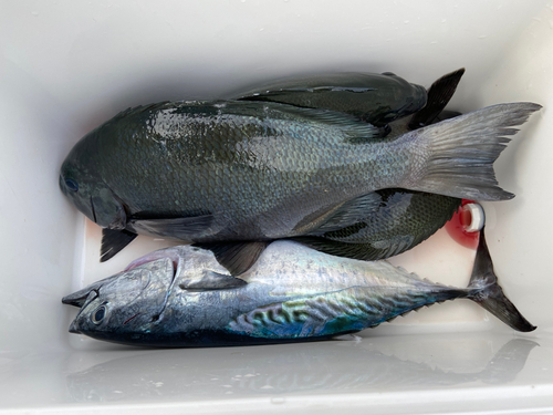 クチブトグレの釣果