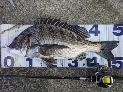 チヌの釣果