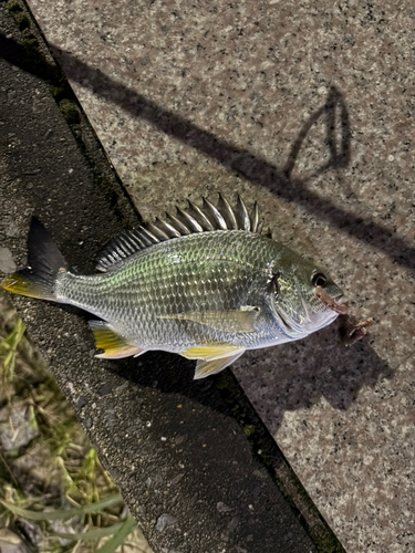 キビレの釣果