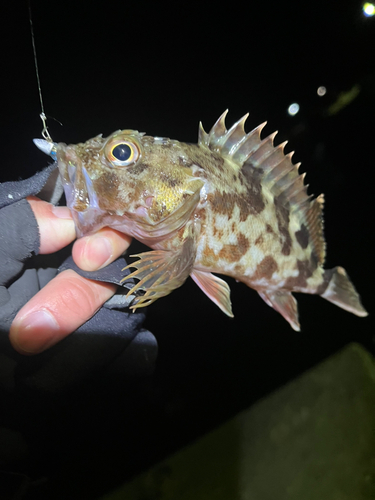 カサゴの釣果