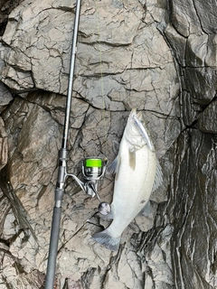 ヒラスズキの釣果