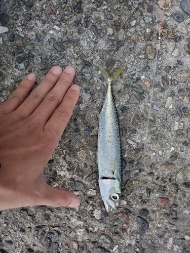 サバの釣果