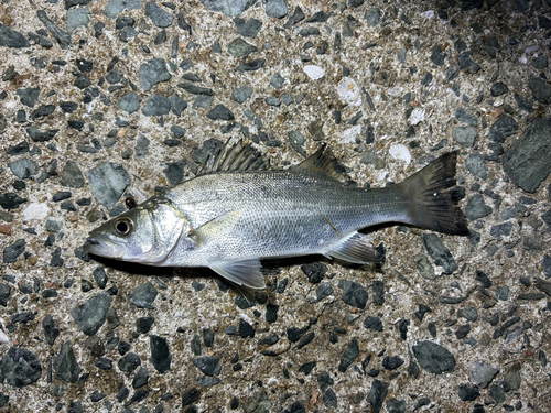 セイゴ（マルスズキ）の釣果