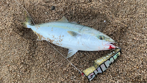 ヤズの釣果