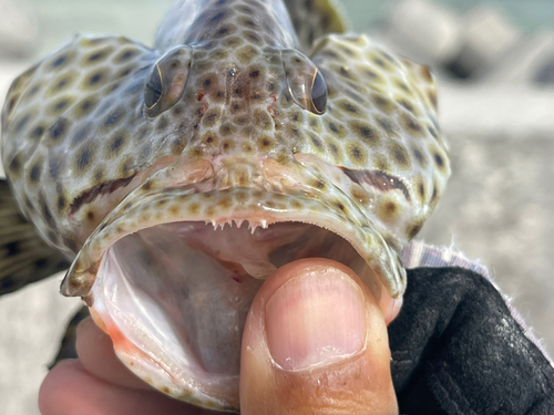 シロブチハタの釣果