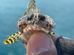 カンモンハタの釣果