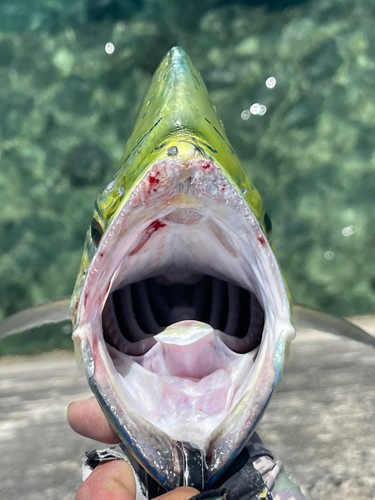 シイラの釣果